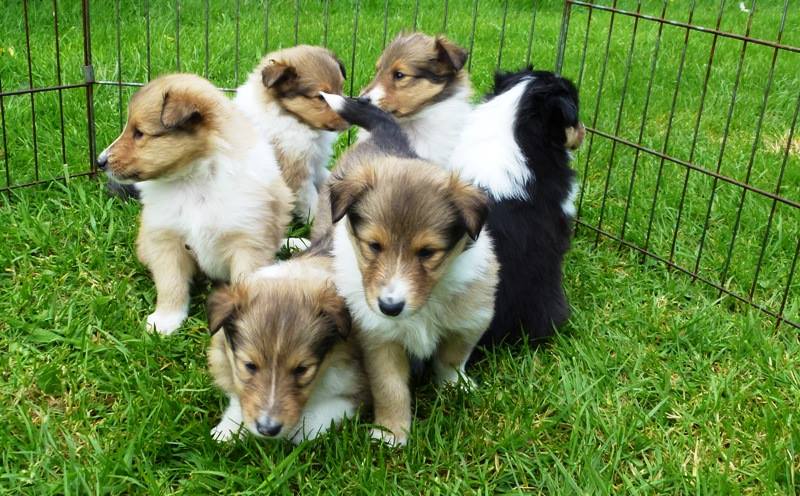 1380127_671355706209502_1236617772_n